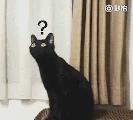 养的猫太沙雕是种什么体验？网友直言：想扔猫！